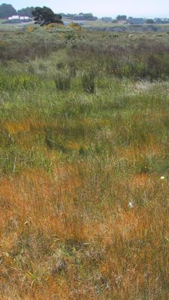mystery grass on the headlands