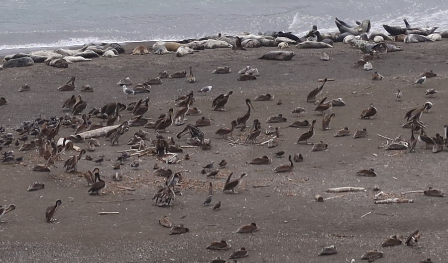 <p>Beached Sea Lions and Pelican Rookery at the mouth</p>